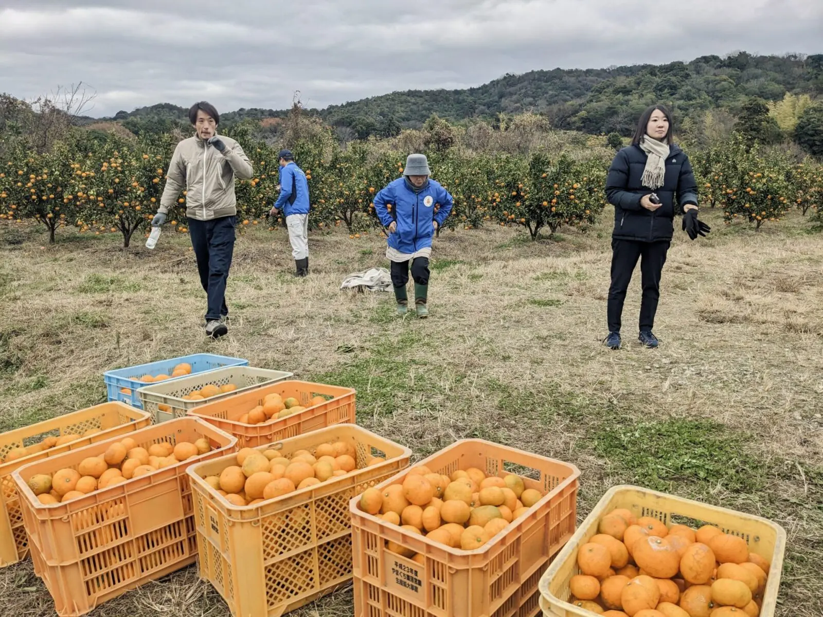 みかん狩り – eucalyption